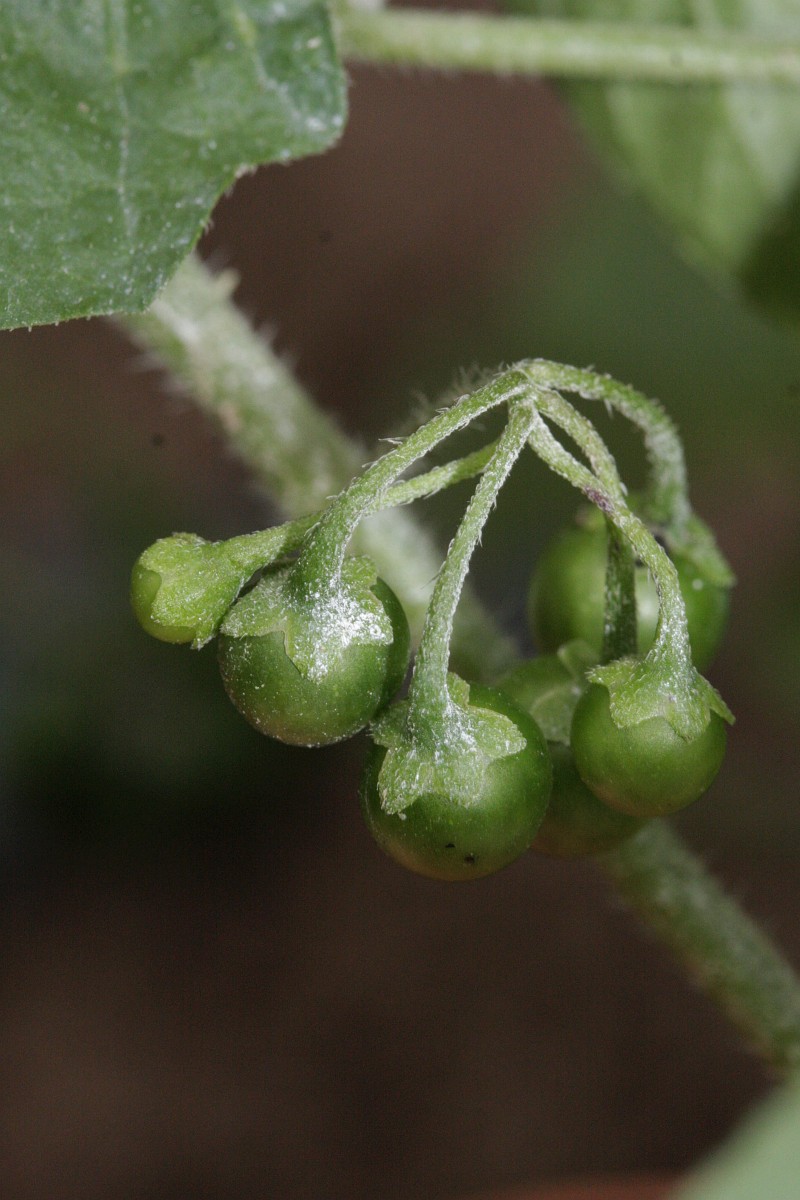 Solanum americanum